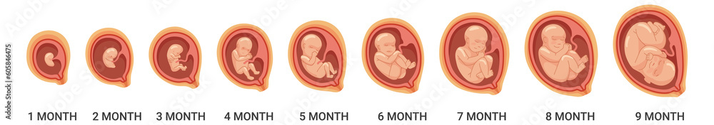 Fetal stages. Human embryo growth process. Pregnancy cartoon icon