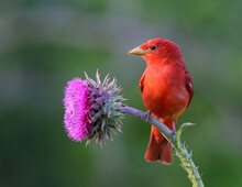 Summer Tanager On A Thistle Flower