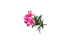 Isolated Image Of Nerium Oleander Flower On Png File At Transparent Background.