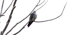 Mississippi Kite In A Tree With Overcast Sky.  Camera Is Static.