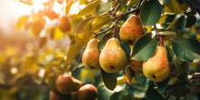 Ripe Yellow Pears Hanging On A Pear Tree Branch In Garden, Blurred Background, Copy Space. Orchard Background, Copy Space. Generative Ai Illustration