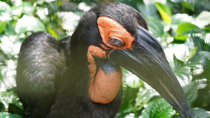 Wall Mural - southern ground hornbill |Bucorvus leadbeateri | 紅臉地犀鳥  