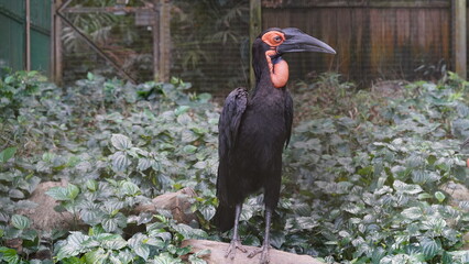 Wall Mural - Southern ground hornbill | Bucorvus leadbeateri | 南アフリカシロハラダチョウ