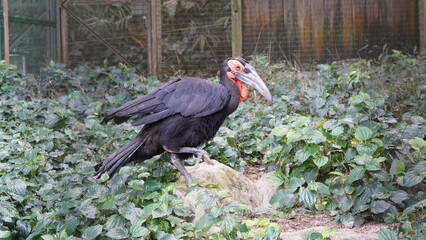 Sticker - southern ground hornbill |Bucorvus leadbeateri | 紅臉地犀鳥  