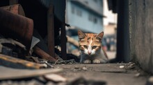 Stray Orange Cat On The Damaged Street, Abandoned Cat, AI Generative