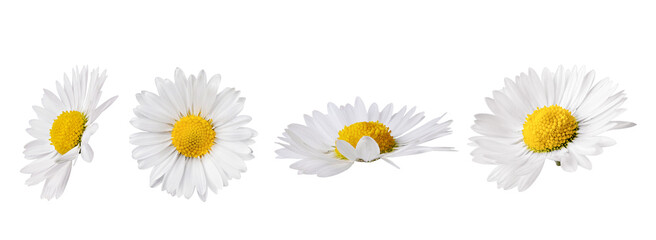 set of white chamomile flower isolated on transparent background. daisy flower, medical plant. chamo