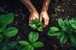 Top view of hands planting on fertile soil. Generative AI, Generative AI