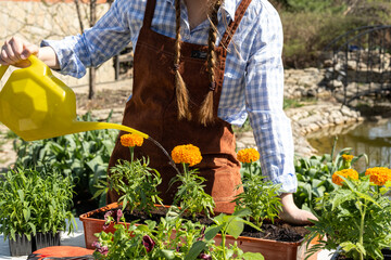 Wall Mural - A young woman is watering young plant saplings for replanting. Yellow watering can. Work in the garden.