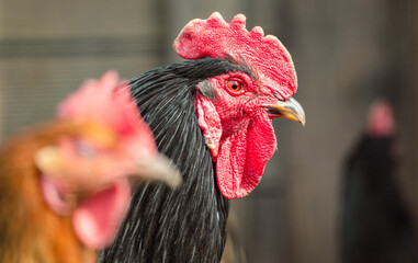 Wall Mural - Portrait of a rooster on a farm. Close-up