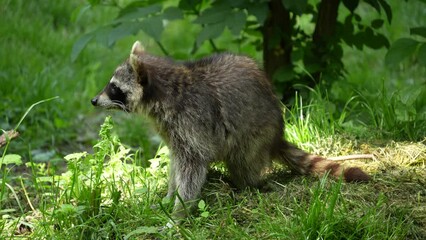 closew up of raccoon looking around and running away