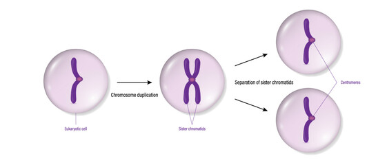 Wall Mural - Chromosome duplication and cell division. Eukaryotic cell.