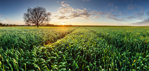 Poster - Agriculture - Wheat field panorama at sunset with road