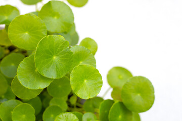 Fresh green centella asiatica plant