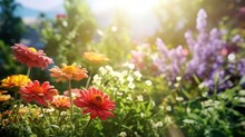 Colorful Beautiful Flowers Zinnia Spring Summer In Sunny Garden In Sunlight On Nature Outdoors