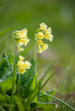 Yellow Primula Veris Cowslip, Common Cowslip, Cowslip Primrose On Soft Green Background. Selective Focus.