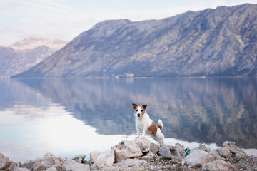 Wall Mural - the dog stands against the background of the bay and the mountains. Beautiful Jack Russell terrier in nature by the water. Travel with a pet. Eco, Adventure, Funny