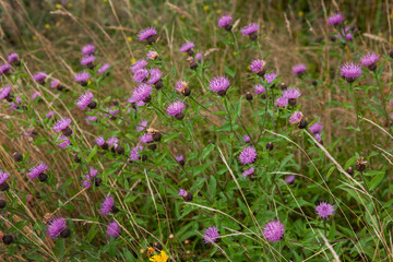 Wall Mural - Flowering thizzle. Heather and peat fields. Connamara Westcoast Ireland.