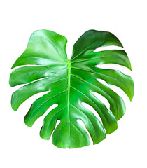 Wall Mural - Monstera leaf isolated from background,png file