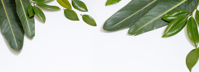 Wall Mural - tropical green  leaves on white background