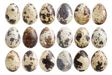 Quail Egg, Isolated On White Background, Full Depth Of Field