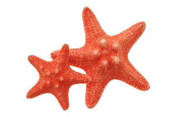 Wall Mural - two red starfish isolated on transparency png file with copy space