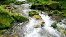 Streams In Green Forests, Small Rivers In Valleys