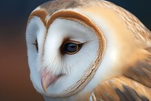 Common Barn Owl( Tyto Albahead) Close Up, Hyperrealism, Photorealism, Photorealistic