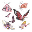 Set butterfly with detailed wings isolated on white background. Watercolor hand drawn realistic llustration for design