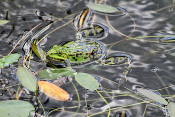 green frog in the water