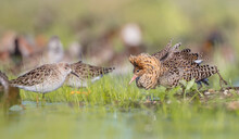  The Ruff - Pair At Wetland On A Mating Season In Spring