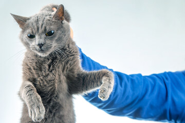 man hand holds a gray cat by the scruff of the neck. Home fluffy pet is guilty