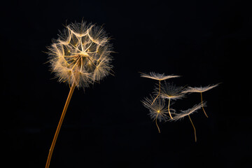 Wall Mural - dandelion seeds fly from a flower on a dark background. botany and bloom growth propagation