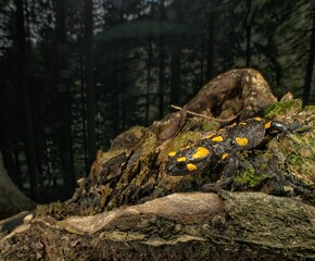 Wall Mural - Closeup of snake between rocks