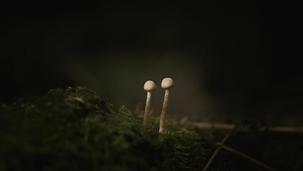 Two small mica cap mushrooms (Coprinellus micaceus) on the dark blurred background