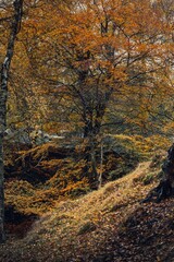 Sticker - Vertical shot of the beautiful autumn forest with bright foliage.