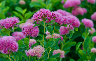 Selective focus of rose meadowsweet (Spiraea splendens) flowers in the garden