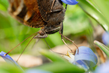 Canvas Print - Macro shot of a Peacock brown butterfly on a blue flower in the forest