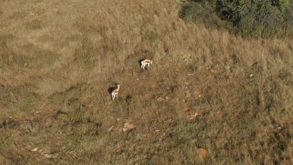 Canvas Print - Drone shot of Two Springbok antelope grazing on dry grass plains with the sunshine