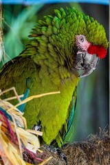 Wall Mural - Vertical shot of a colorful parrot on a tree in Naples, Florida