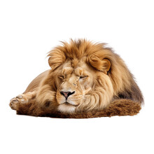 A Lion Sleeping On Transparent Background