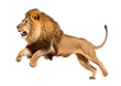 Lion png, transparent background, isolated lion, leaping, angry, full body, generative ai