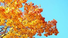 Yellow Autumn Maple Leaves Against Clear Blue Sky. Slow Motion. Copy Space. Sunny Weather Day. Beauty In Nature. Fall Background. Golden Season. Lush Crown. Bright Orange And Red Colors.