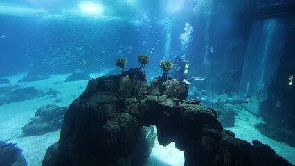 Poster - Scuba diving in the beautiful underwater