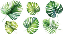 Set Monstera Leave Watercolor Painting Vector For Cards, Wedding Invitation And Birthday Cards.