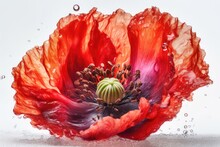 Red Poppy Flower With Water Drops