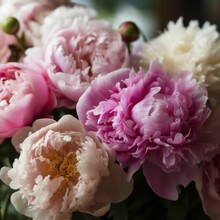Close Up Of Pink Hydrangea Flowers