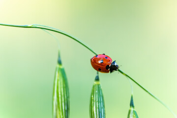 Wall Mural - ladybug close up in the morning light