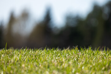 Wall Mural - Green grass on a summer lawn. Close-up photo with selective focus