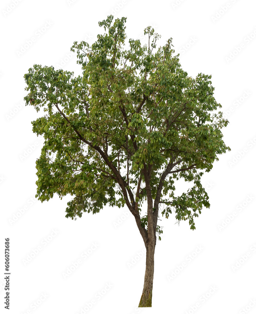 Green tree isolated on transparent background with clipping path and ...
