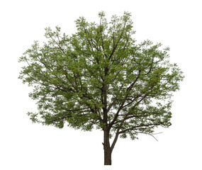 Leinwandbilder - Green tree isolated on transparent background with clipping path and alpha channel.